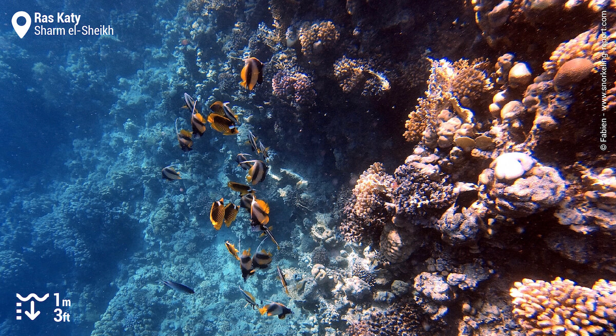 Red sea bannerfish along the drop off