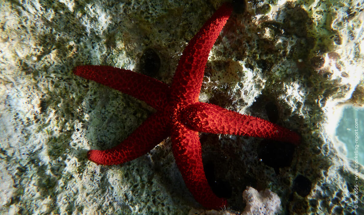 Red starfish in Porto Palermo, Albania