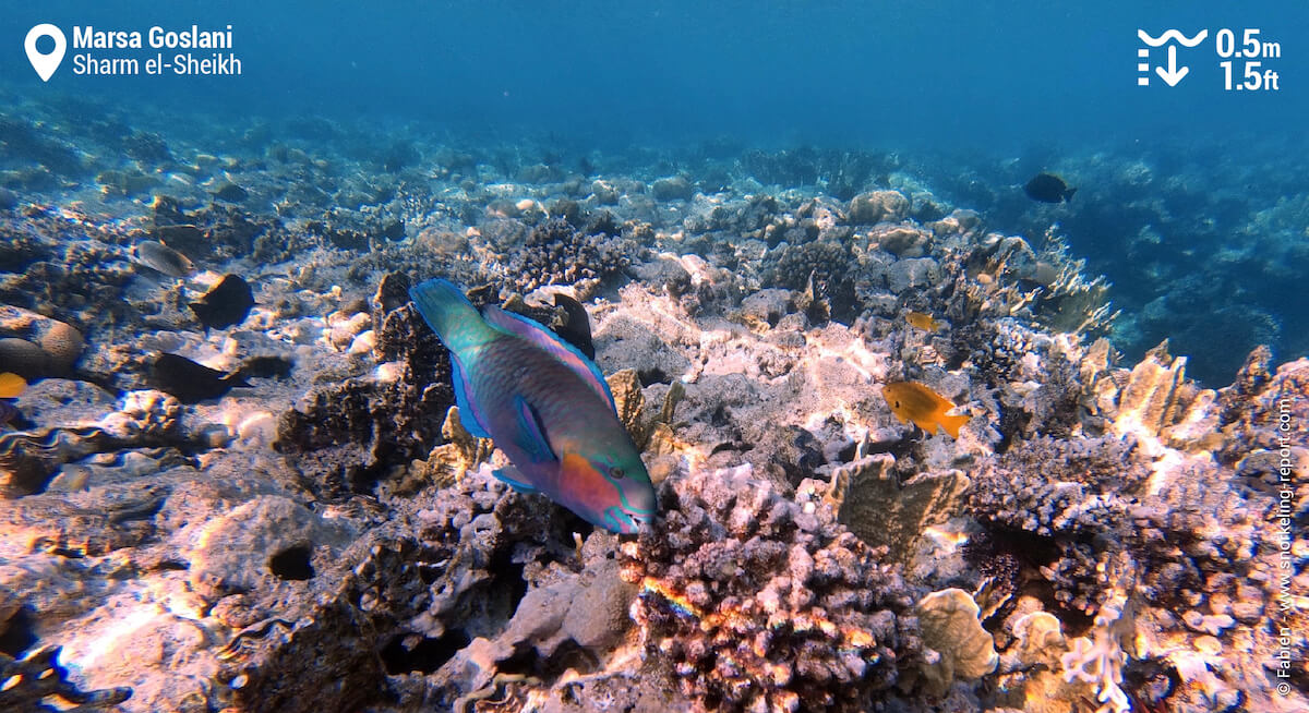 Rusty parrotfish in Marsa Goslani