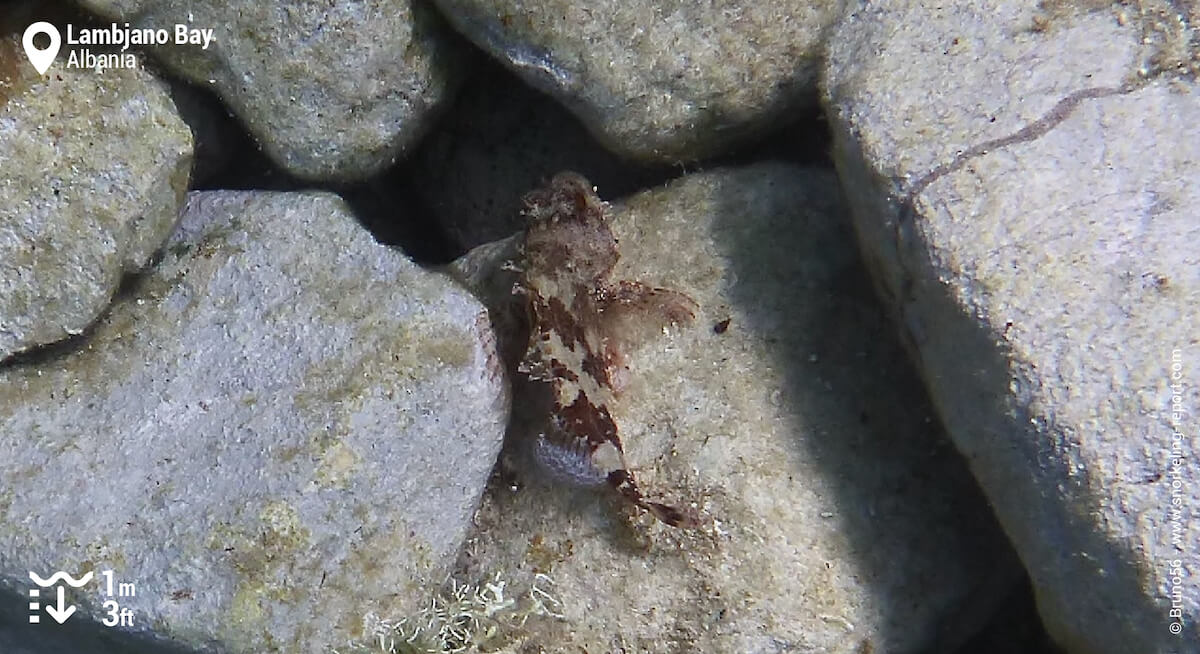 Black scorpionfish in Lambjano Bay