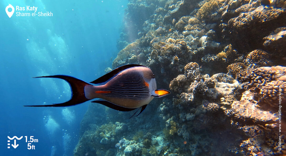 Sohal surgeonfish in Ras Katy