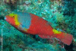 Sparisoma cretense