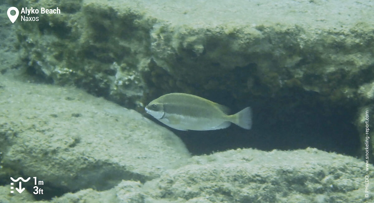 Squaretail rabbitfish in Alyko