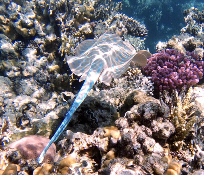 Temple Reef