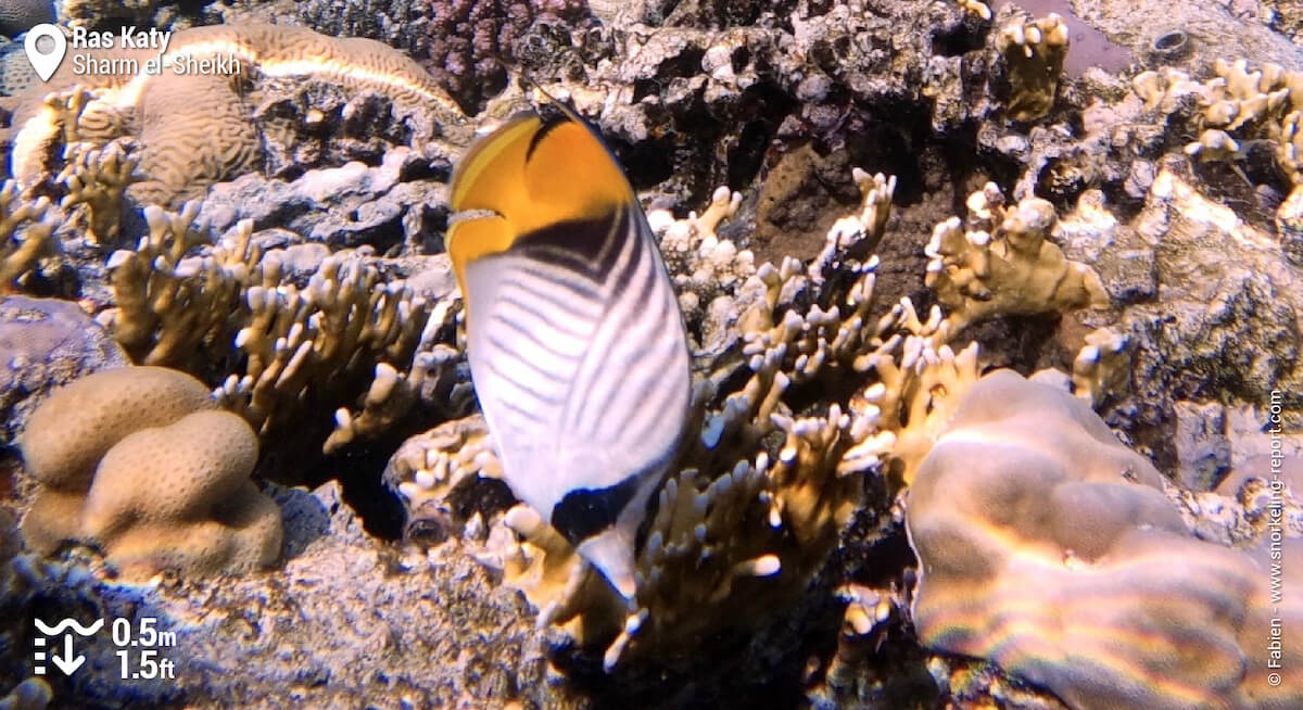 Threadfin butterflyfish in Ras Katy