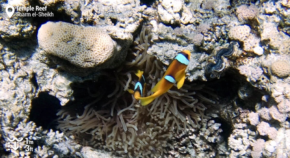 Two banded anemonefish in Temple Reef