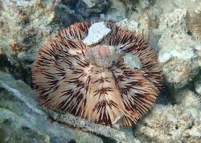 Pseudoboletia maculata