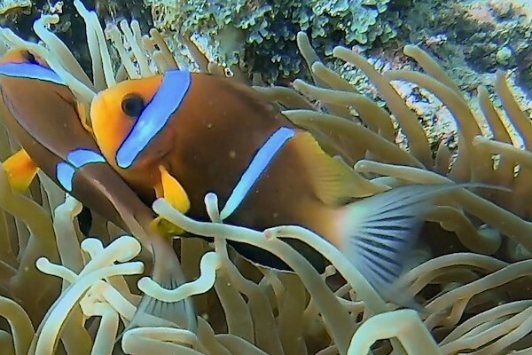 Amphiprion omanensis