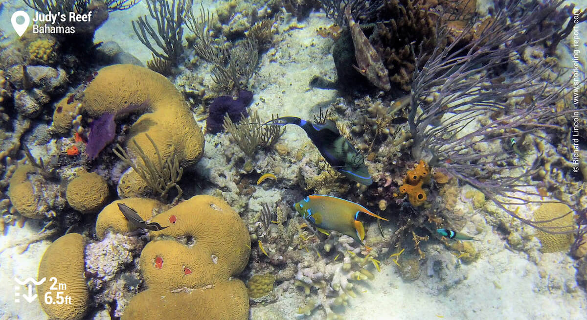 Angelfish and triggerfish at Judy's Reef