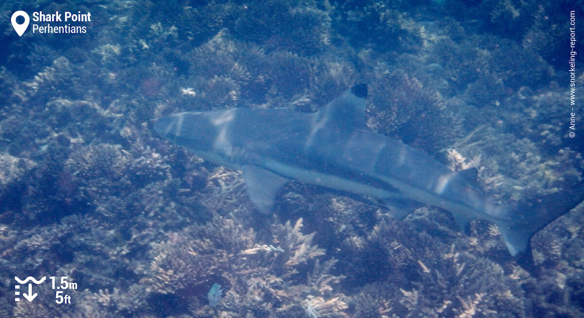 Blacktip reef shark in Shark Point