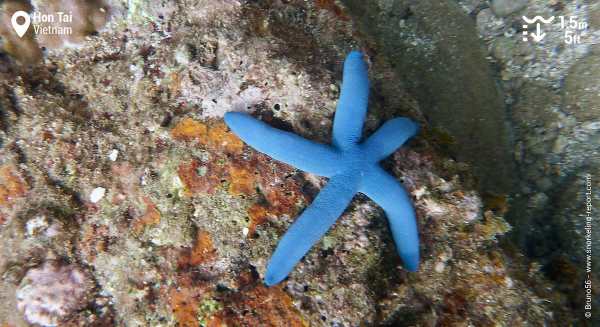 Blue sea star in Hon Tai