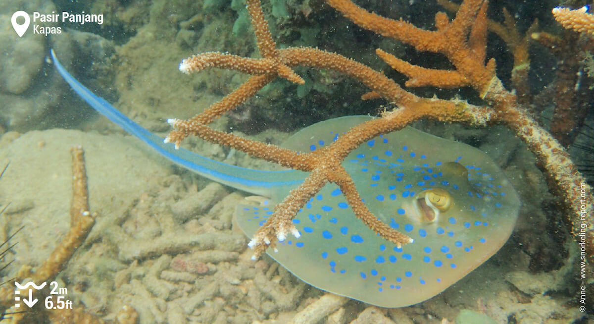 Bluespotted ribbontail ray in Kapas