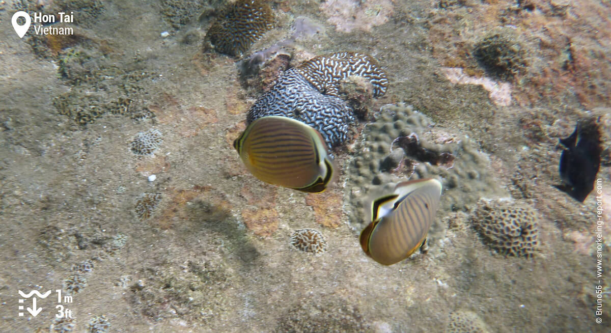 Oval butterflyfish in Hon Tai
