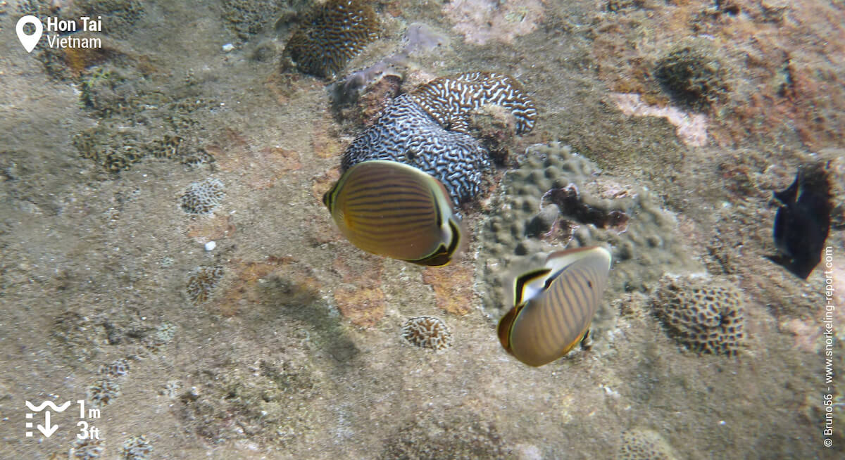 Butterflyfish in Hon Tai