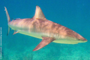 Carcharhinus perezi