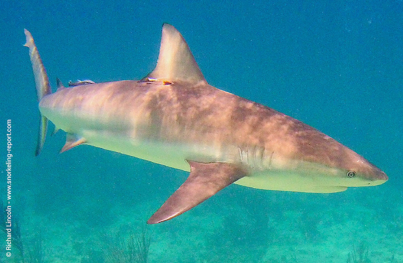 Carcharhinus perezi