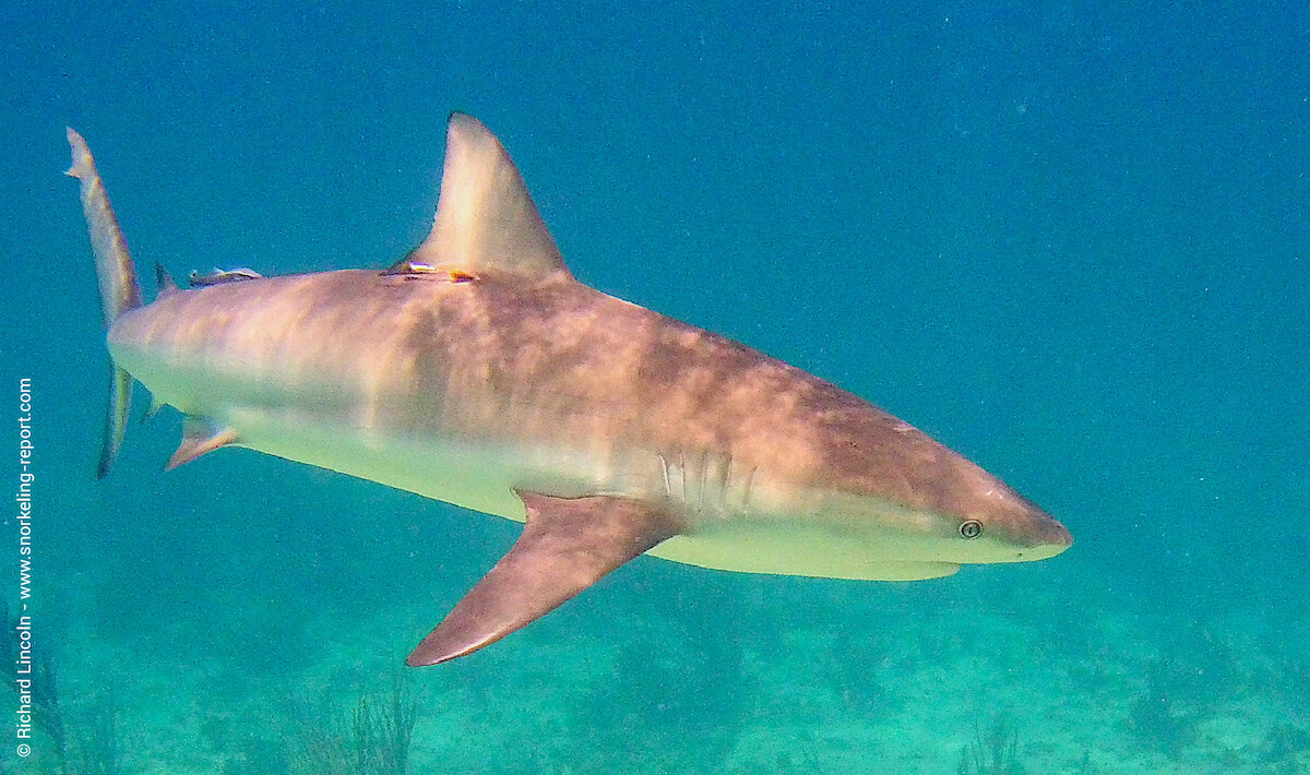 Caribbean reef shark in Judy's reef