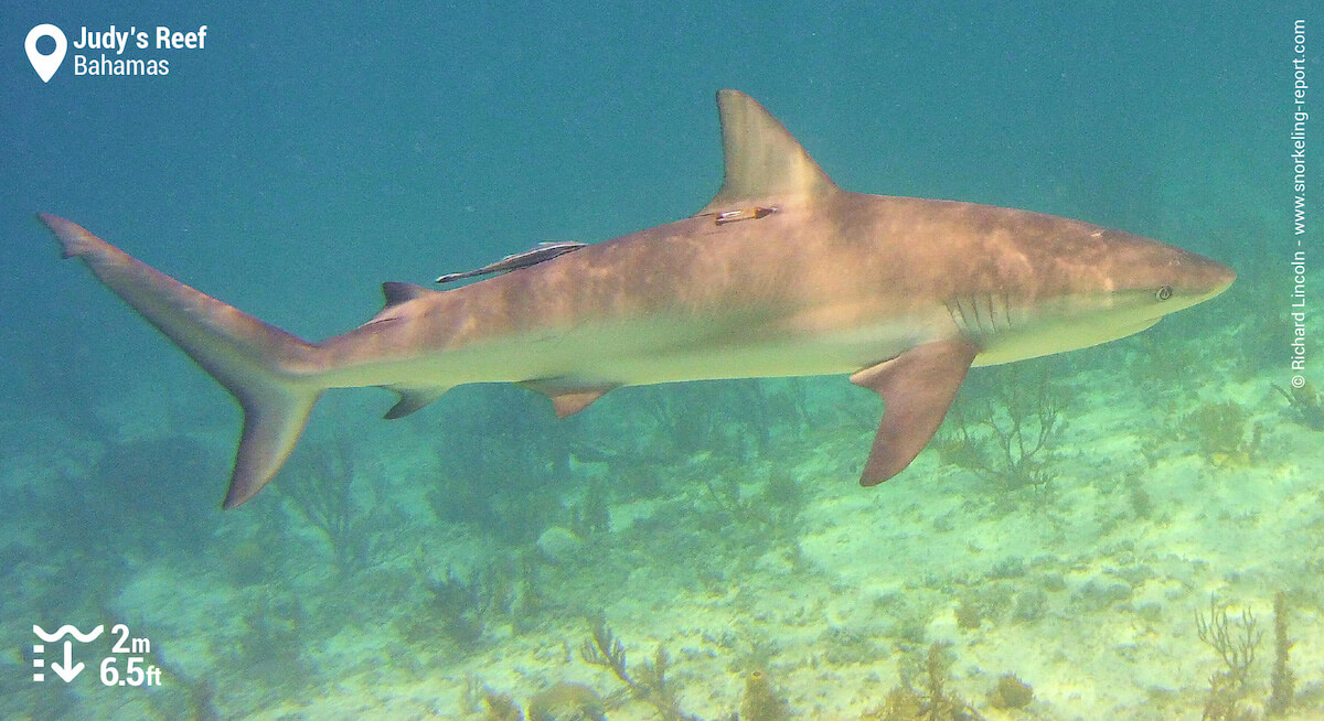 Caribbean reef shark at Judy's Reef