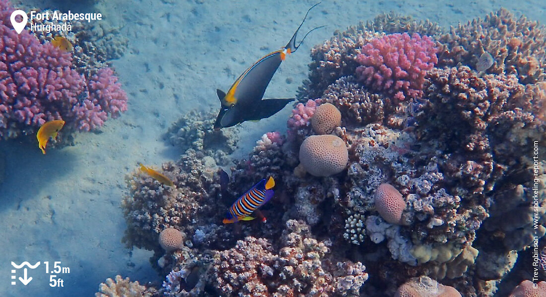 Coral reef in Fort Arabesque