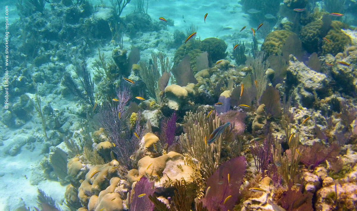 Coral reef at Guana Cay, Bahamas