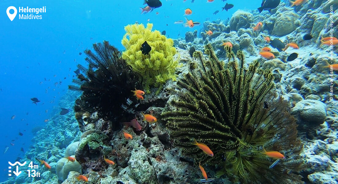 Crinoids at Helengeli's reef