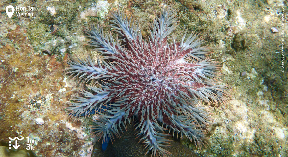 Crown-of-thorn starfish