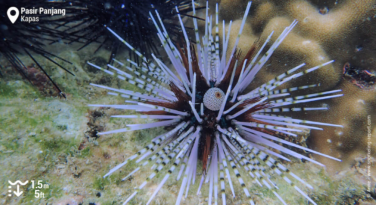 Double-spined sea urchin in Kapas