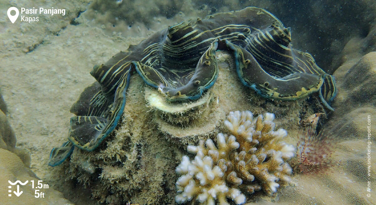 Giant clam in Kapas