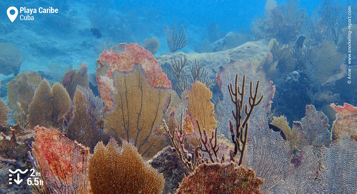 Gorgonian and sea fan in Playa Caribe