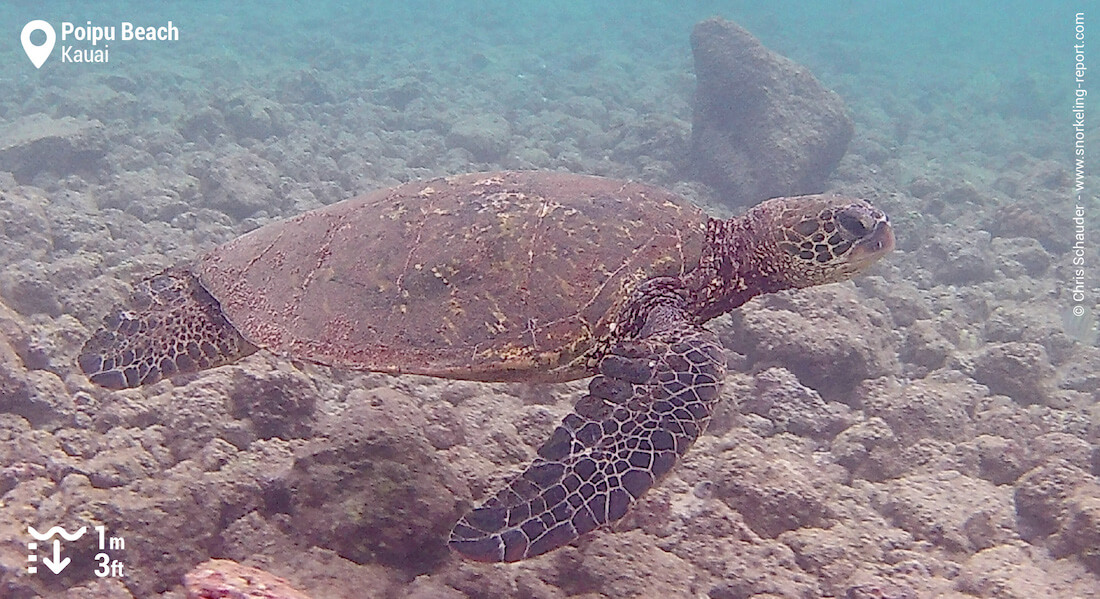 Green sea turtle in Poipu Beach