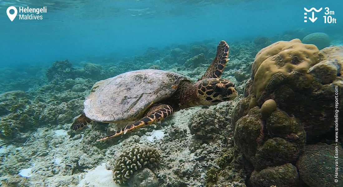 Hawksbill sea turtle in Helengeli
