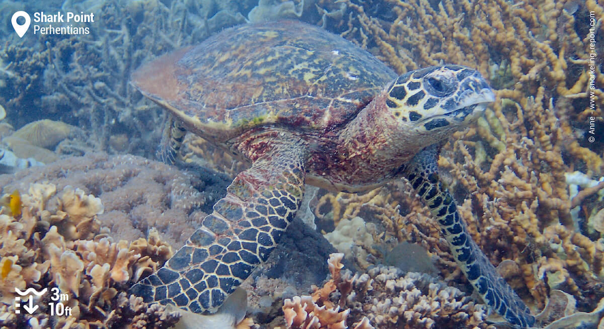 Hawksbill sea turtle in Shark Point