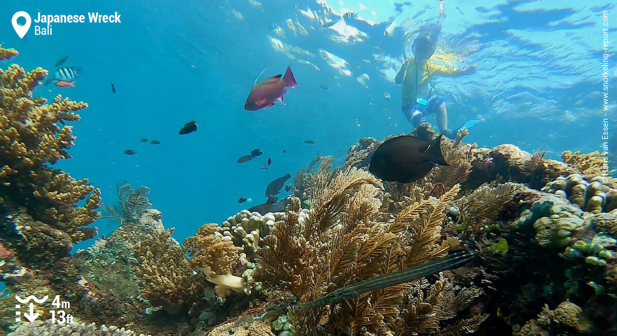 Snorkeler over the Japanese Wreck, Bali