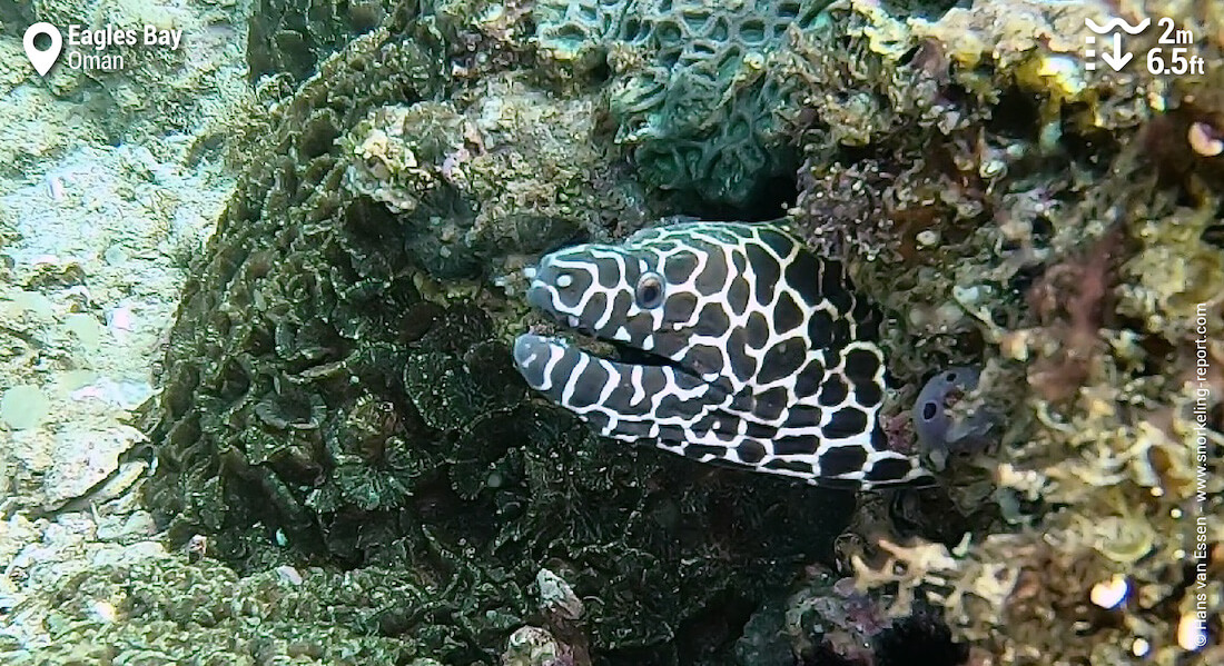 Laced moray eel in Oman