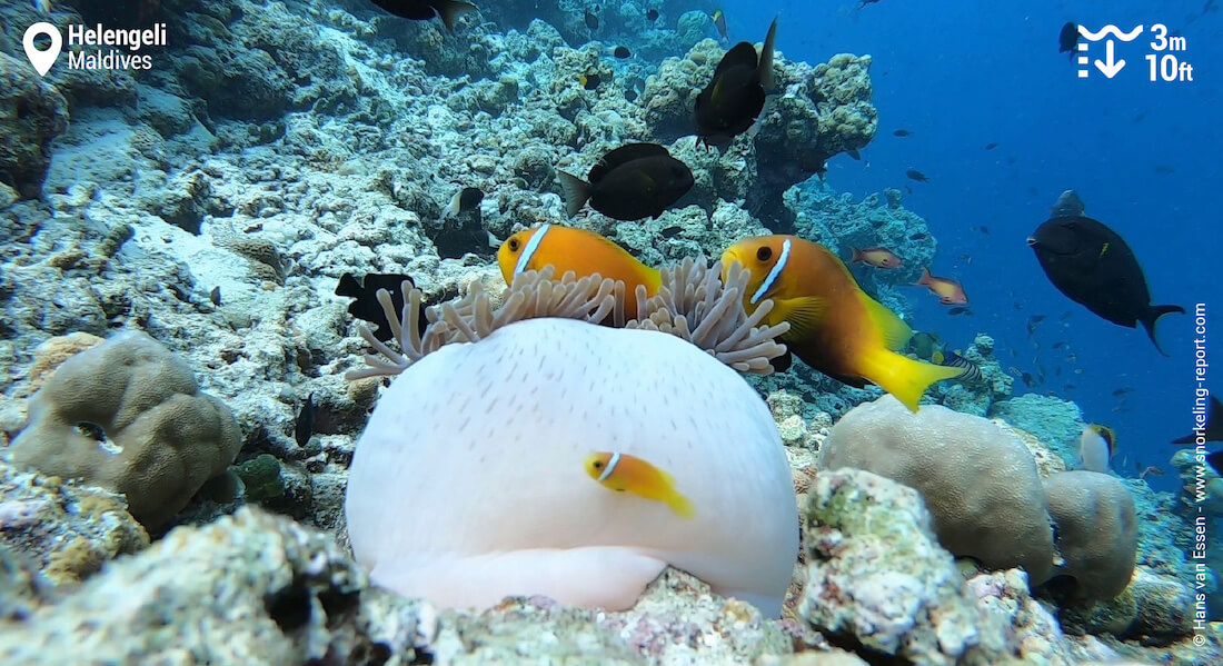 Maldive anemonefish in Helengeli