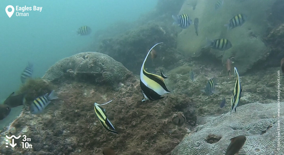 Moorish idols and sergeant majors in Eagles Bay, Mirbat