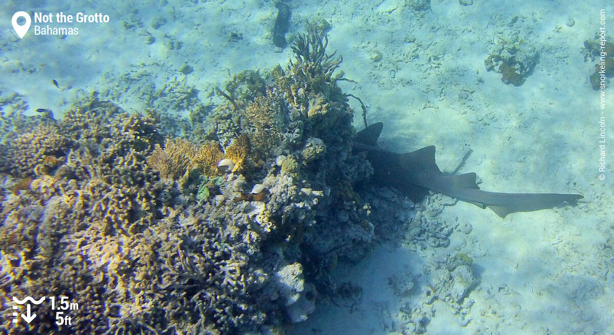 Nurse shark at Not The Grotto