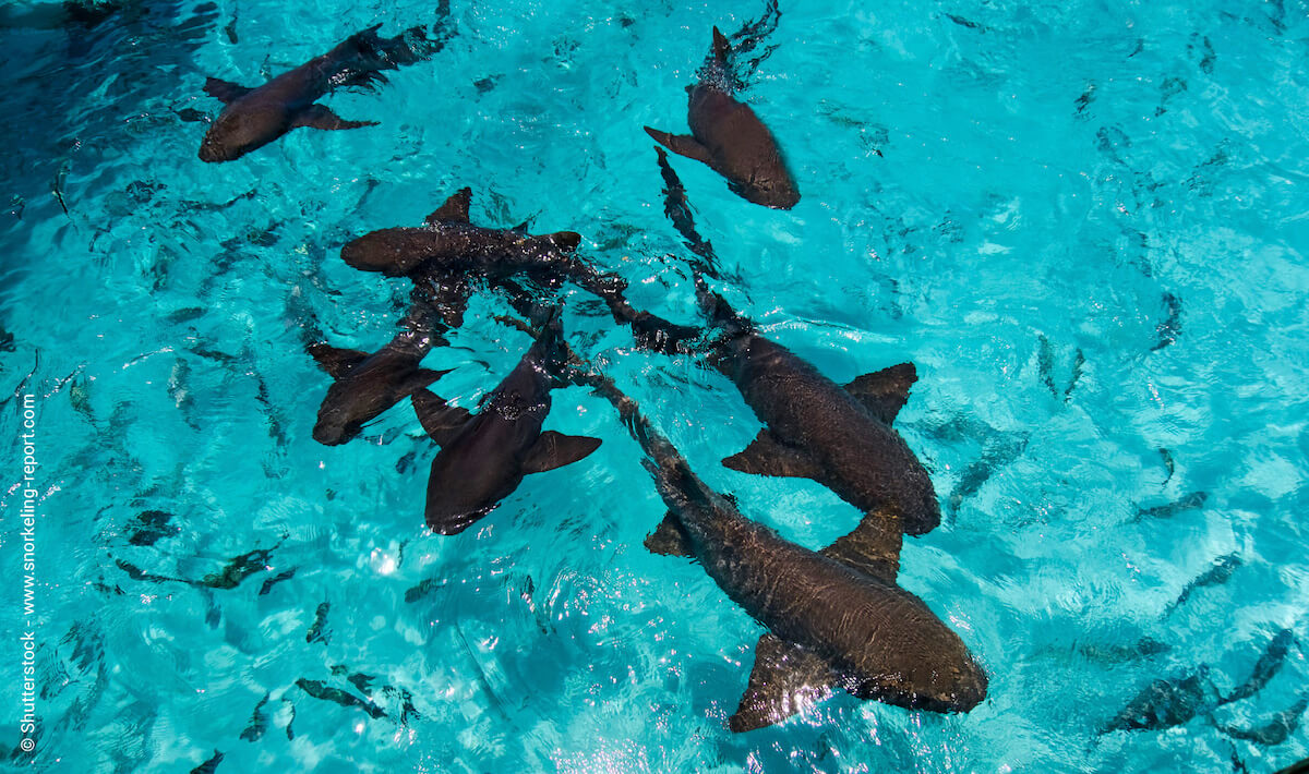 Nurse sharks in Compass Cay