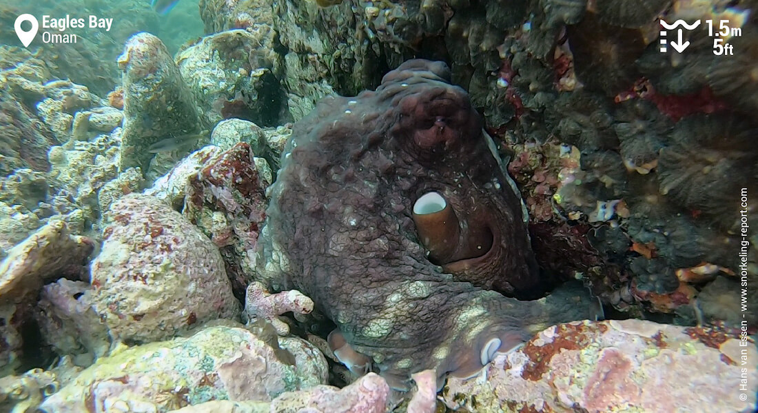 Octopus in Eagles Bay, Oman