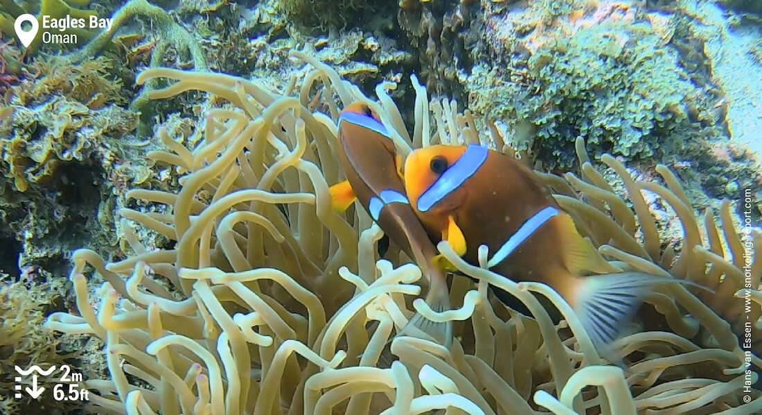 Oman anemonefish in Eagles Bay