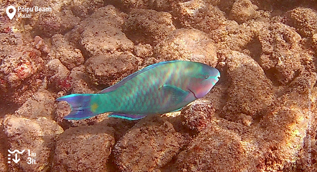 Parrotfish in Poipu Beach, Hawaii