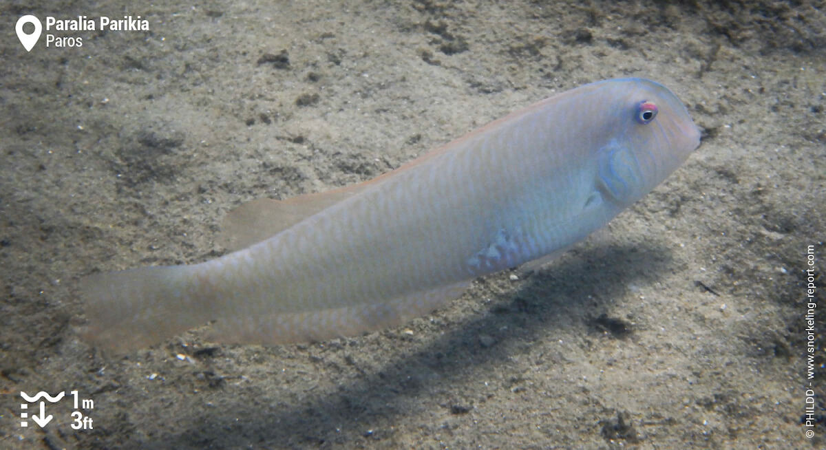 Pearly razorfish