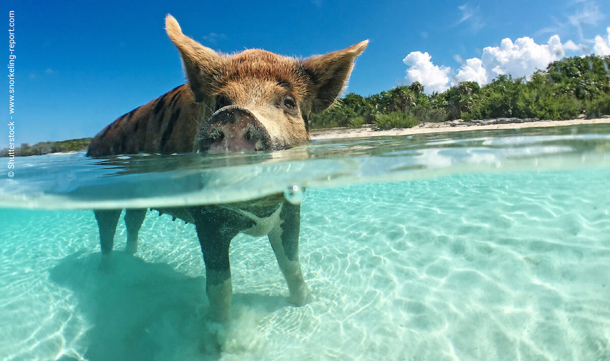 Pig at Pig Beach, Staniel Cay
