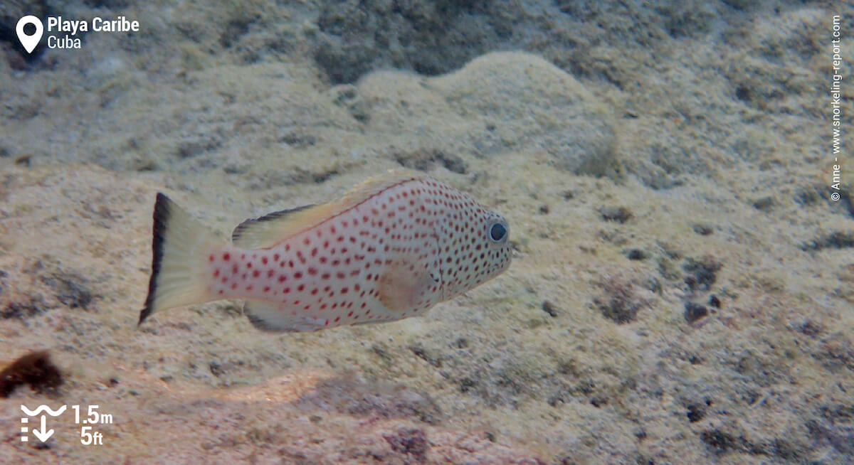 Red hind in Playa Caribe