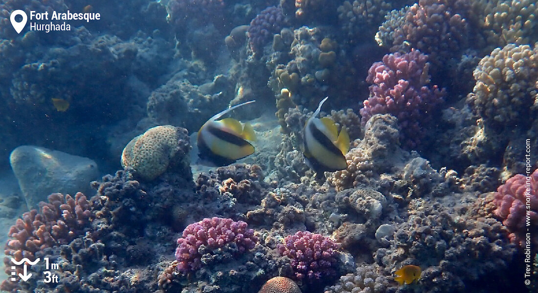 Red sea bannerfish at Fort Arabesque reef