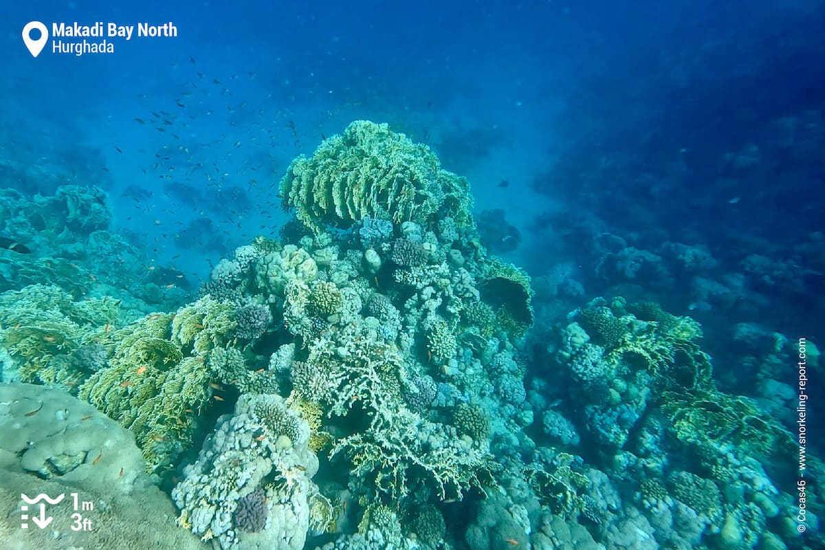 The reef drop off at Makadi Bay.