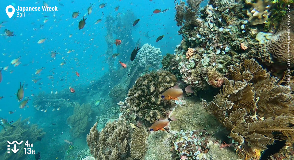 Reef fish and coral on the Japanese Wreck