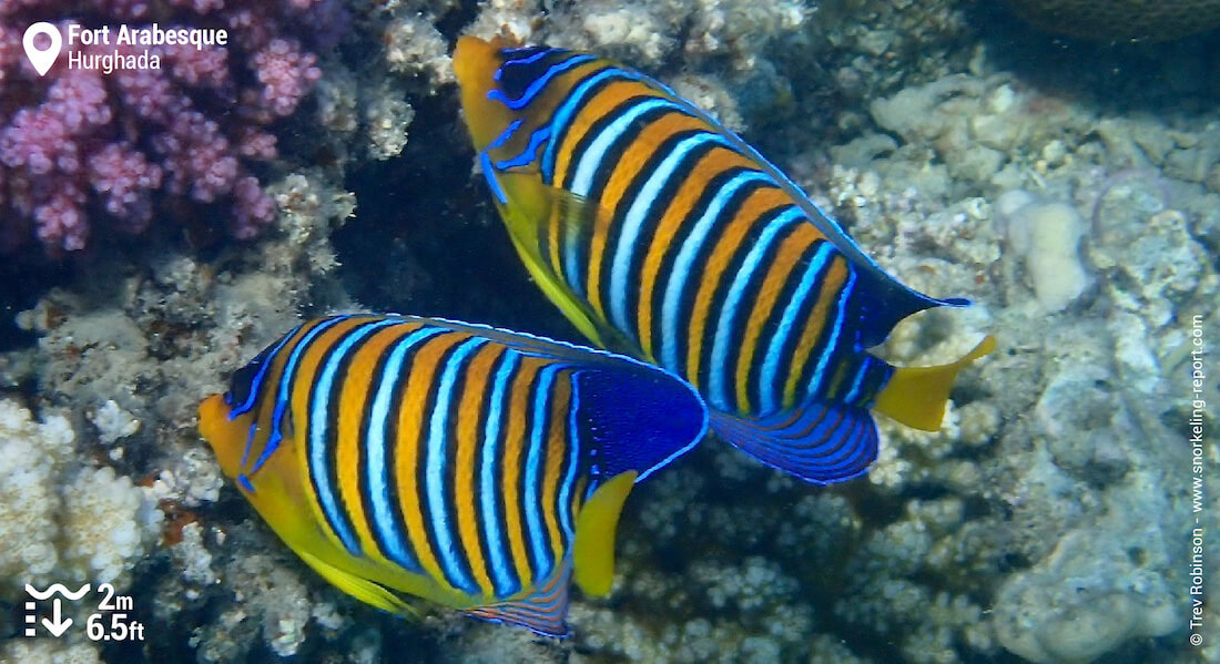 A couple of regal angelfish in Fort Arabesque