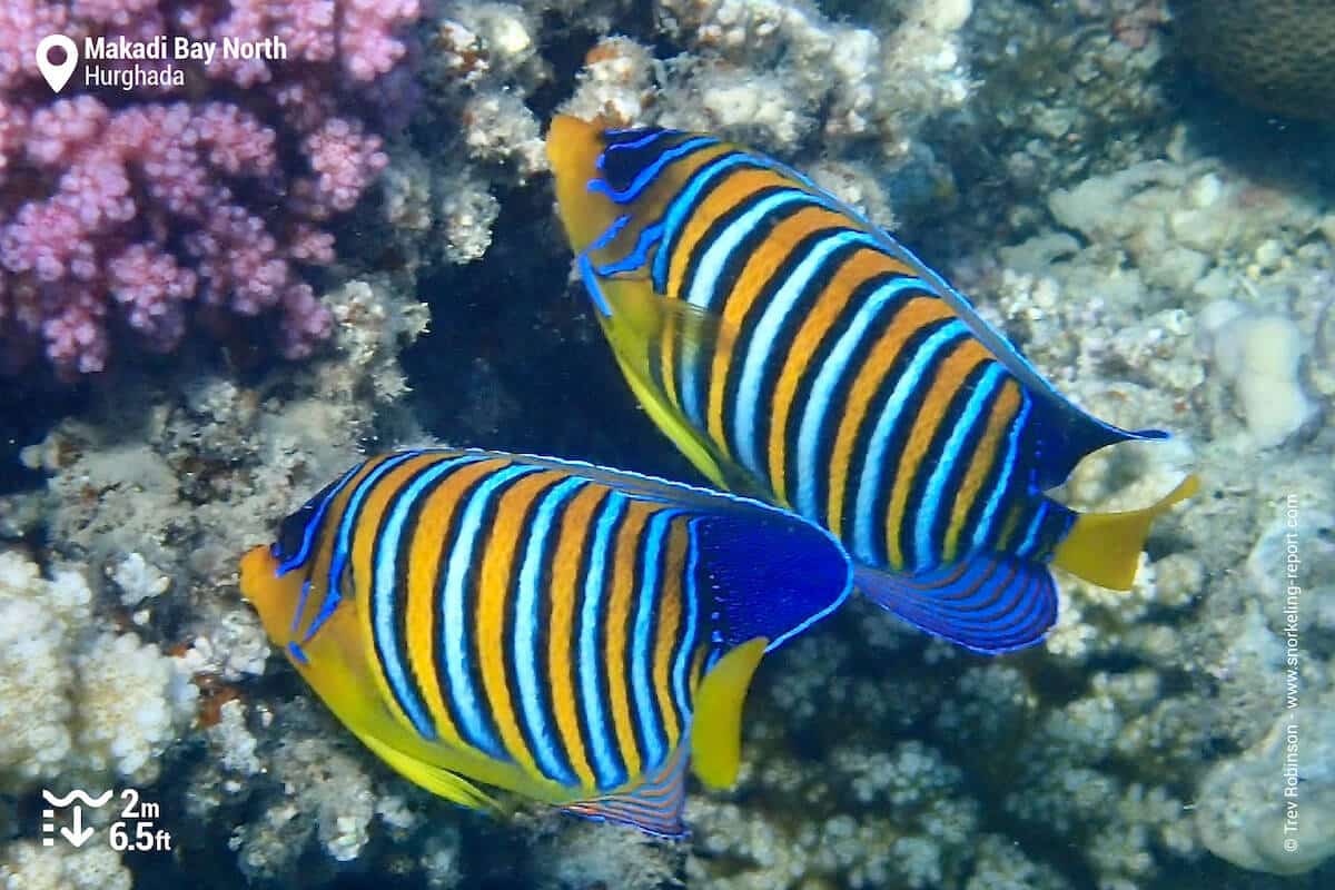 Regal angelfish at Makadi Bay