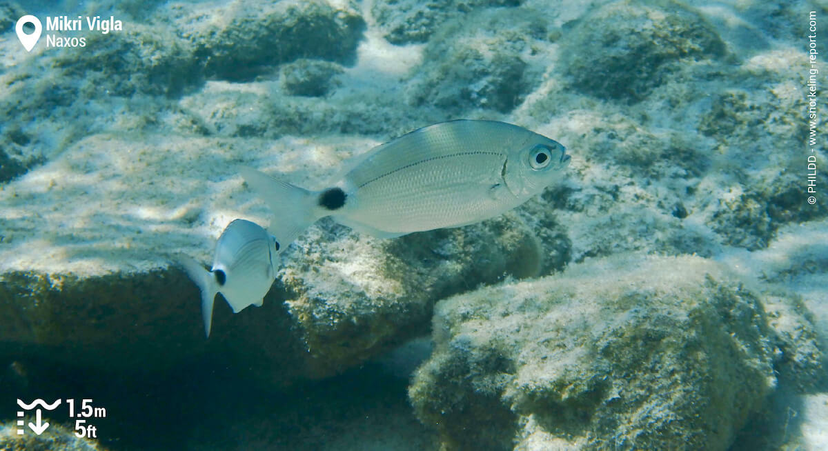 Saddled seabream in Naxos